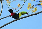 Keel-billed Toucan